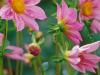 Moon Glow Dahlias